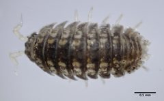 Armadilloniscus lindahli by (c) Don Loarie, some rights reserved (CC BY). Used under a CC-BY license.