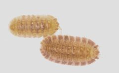 Armadilloniscus lindahli by no rights reserved, uploaded by Scott Loarie. Used under a CC0 license.