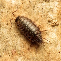 Philoscia muscorum by (c) Katja Schulz, some rights reserved (CC BY). Used under a CC-BY license.