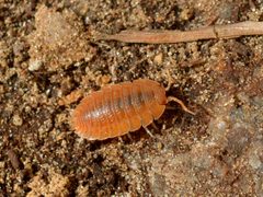 Porcellio dilatatus by (c) vinicius_s_domingues, some rights reserved (CC BY). Used under a CC-BY license.