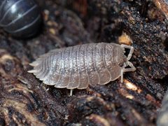 Porcellio dilatatus by (c) Cypress Hansen, some rights reserved (CC BY), uploaded by Cypress Hansen. Used under a CC-BY license.