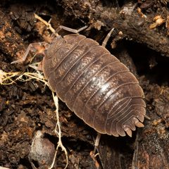 Porcellio dilatatus by (c) Ken-ichi Ueda, some rights reserved (CC BY), uploaded by Ken-ichi Ueda. Used under a CC-BY license.