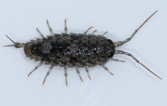 Ligia occidentalis by (c) Don Loarie, some rights reserved (CC BY), uploaded by Don Loarie. Used under a CC-BY license.