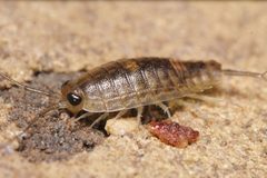 Ligia exotica by (c) Nick Abbate, some rights reserved (CC BY), uploaded by Nick Abbate. Used under a CC-BY license.