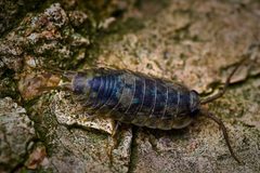 Ligia oceanica by (c) Mark Robinson, some rights reserved (CC BY). Used under a CC-BY license.