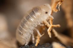 Armadillidium vulgare by (c) Thomas Dalley, some rights reserved (CC BY), uploaded by Thomas Dalley. Used under a CC-BY license.