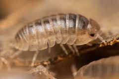 Armadillidium vulgare by (c) Thomas Dalley, some rights reserved (CC BY), uploaded by Thomas Dalley. Used under a CC-BY license.