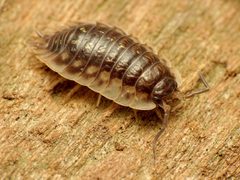 Oniscus asellus by (c) Katja Schulz, some rights reserved (CC BY). Used under a CC-BY license.
