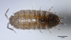 Niambia capensis by (c) Don Loarie, some rights reserved (CC BY). Used under a CC-BY license.