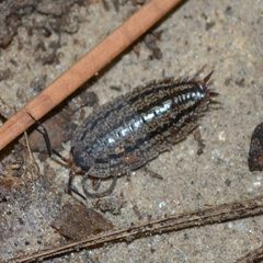 Porcellionides virgatus by (c) Shannon Foreman, some rights reserved (CC BY), uploaded by Shannon Foreman. Used under a CC-BY license.