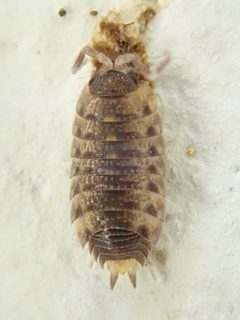 Proporcellio vulcanius by (c) hiker543, some rights reserved (CC BY), uploaded by hiker543. Used under a CC-BY license.