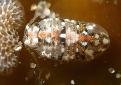 Exosphaeroma inornata by (c) Cricket Raspet, some rights reserved (CC BY), uploaded by Cricket Raspet. Used under a CC-BY license.