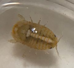 Sphaeroma quadridentatum by (c) Lexi Amico, some rights reserved (CC BY), uploaded by Lexi Amico. Used under a CC-BY license.