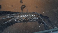 Aselloidea by (c) Nathan T. Jones, some rights reserved (CC BY), uploaded by Nathan T. Jones. Used under a CC-BY license.