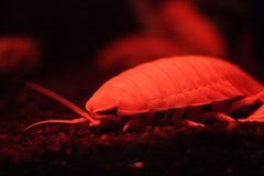 Bathynomus by (c) fortbragg, some rights reserved (CC BY). Used under a CC-BY license.