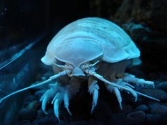 Bathynomus by (c) Damien du Toit, some rights reserved (CC BY). Used under a CC-BY license.