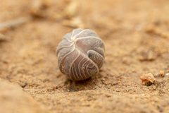 Venezillo arizonicus by (c) Jake Nitta, some rights reserved (CC BY), uploaded by Jake Nitta. Used under a CC-BY license.