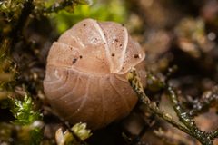 Venezillo microphthalmus by (c) Jeremiah Degenhardt, some rights reserved (CC BY), uploaded by Jeremiah Degenhardt. Used under a CC-BY license.