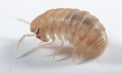 Venezillo microphthalmus by no rights reserved, uploaded by Scott Loarie. Used under a CC0 license.