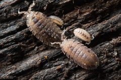 Armadilloniscus by (c) Ken-ichi Ueda, some rights reserved (CC BY), uploaded by Ken-ichi Ueda. Used under a CC-BY license.