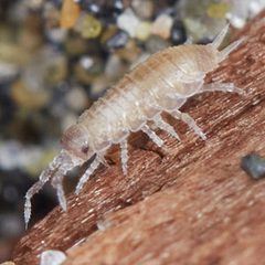Detonella papillicornis by (c) Ken-ichi Ueda, some rights reserved (CC BY), uploaded by Ken-ichi Ueda. Used under a CC-BY license.