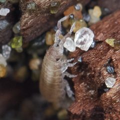 Detonella papillicornis by (c) Ken-ichi Ueda, some rights reserved (CC BY), uploaded by Ken-ichi Ueda. Used under a CC-BY license.