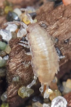 Detonella papillicornis by (c) Ken-ichi Ueda, some rights reserved (CC BY), uploaded by Ken-ichi Ueda. Used under a CC-BY license.
