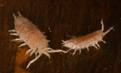 Detonella papillicornis by no rights reserved, uploaded by Scott Loarie. Used under a CC0 license.