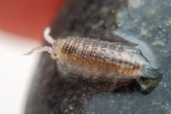 Detonella papillicornis by (c) Pete Lypkie, some rights reserved (CC BY), uploaded by Pete Lypkie. Used under a CC-BY license.