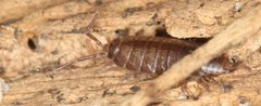 Littorophiloscia richardsonae by no rights reserved, uploaded by Scott Loarie. Used under a CC0 license.