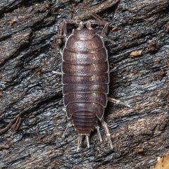 Littorophiloscia richardsonae by (c) Ken-ichi Ueda, some rights reserved (CC BY), uploaded by Ken-ichi Ueda. Used under a CC-BY license.