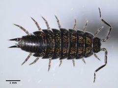 Littorophiloscia richardsonae by (c) Don Loarie, some rights reserved (CC BY). Used under a CC-BY license.