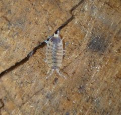 Proporcellio by (c) Even Dankowicz, some rights reserved (CC BY), uploaded by Even Dankowicz. Used under a CC-BY license.