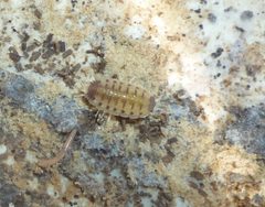 Proporcellio by (c) Even Dankowicz, some rights reserved (CC BY), uploaded by Even Dankowicz. Used under a CC-BY license.