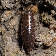 Ligidium gracile by (c) Ken-ichi Ueda, some rights reserved (CC BY), uploaded by Ken-ichi Ueda. Used under a CC-BY license.