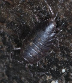 Littorophiloscia by no rights reserved, uploaded by Scott Loarie. Used under a CC0 license.