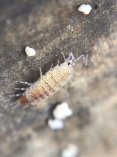 Littorophiloscia by (c) Jared Shorma, some rights reserved (CC BY), uploaded by Jared Shorma. Used under a CC-BY license.