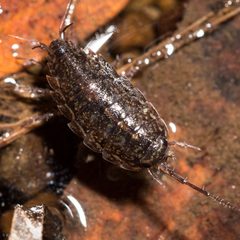 Ligidium by (c) Ken-ichi Ueda, some rights reserved (CC BY), uploaded by Ken-ichi Ueda. Used under a CC-BY license.