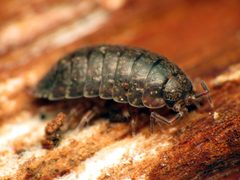 Oniscidae by (c) Katja Schulz, some rights reserved (CC BY). Used under a CC-BY license.