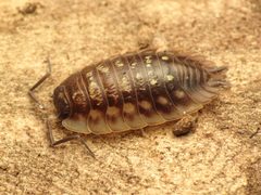Oniscidae by (c) Katja Schulz, some rights reserved (CC BY). Used under a CC-BY license.