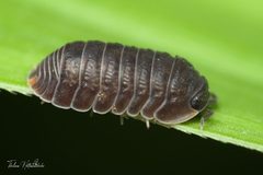 Cubaris murina by (c) Thilina Hettiarachchi, some rights reserved (CC BY), uploaded by Thilina Hettiarachchi. Used under a CC-BY license.