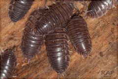 Cylisticidae by (c) RAP, some rights reserved (CC BY), uploaded by RAP. Used under a CC-BY license.