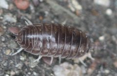Cylisticidae by no rights reserved, uploaded by Scott Loarie. Used under a CC0 license.