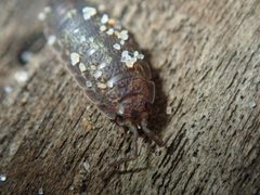 Detonidae by (c) Thomas Mesaglio, some rights reserved (CC BY), uploaded by Thomas Mesaglio. Used under a CC-BY license.
