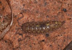 Detonidae by (c) Rolf Lawrenz, some rights reserved (CC BY), uploaded by Rolf Lawrenz. Used under a CC-BY license.