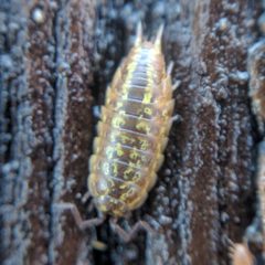 Littorophiloscia vittata by (c) Ken-ichi Ueda, some rights reserved (CC BY), uploaded by Ken-ichi Ueda. Used under a CC-BY license.