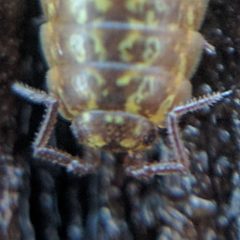 Littorophiloscia vittata by (c) Ken-ichi Ueda, some rights reserved (CC BY), uploaded by Ken-ichi Ueda. Used under a CC-BY license.