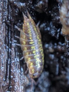 Littorophiloscia vittata by (c) Ken-ichi Ueda, some rights reserved (CC BY), uploaded by Ken-ichi Ueda. Used under a CC-BY license.
