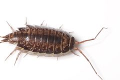 Philosciidae by (c) Brian Gratwicke, some rights reserved (CC BY), uploaded by Brian Gratwicke. Used under a CC-BY license.