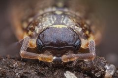 Philosciidae by (c) Alexis Tinker-Tsavalas, some rights reserved (CC BY), uploaded by Alexis Tinker-Tsavalas. Used under a CC-BY license.